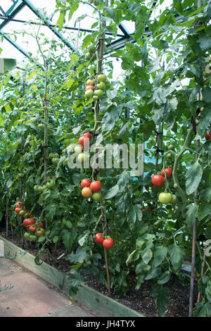 Eine Gewächshaus-Grenze mit Tomaten gepflanzt. Stockfoto