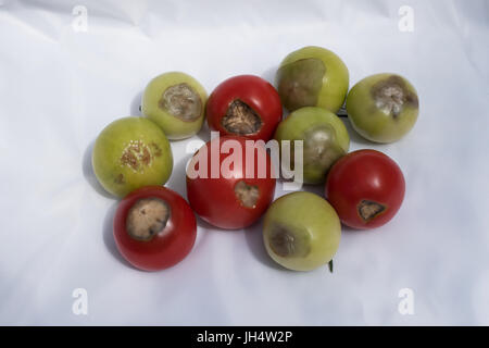 Blütenendenfäule auf "Cristal" Tomaten Stockfoto