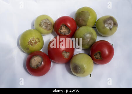 Blütenendenfäule auf "Cristal" Tomaten Stockfoto