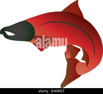 Coho Lachs Fischen in farbigen Illustration Stock Vektor