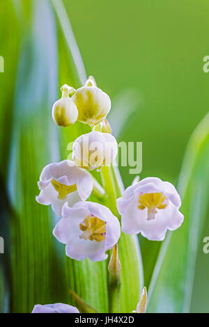 Maiglöckchen, blühen, (Convallaria majalis). Stockfoto