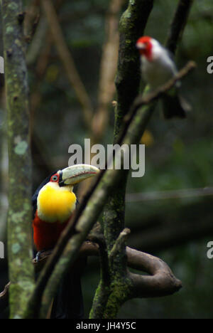 Vogel, Toucan-Schnabel-grün, Kardinal, OiseauxFoz, Foz Iguaçu, Brasilien Stockfoto