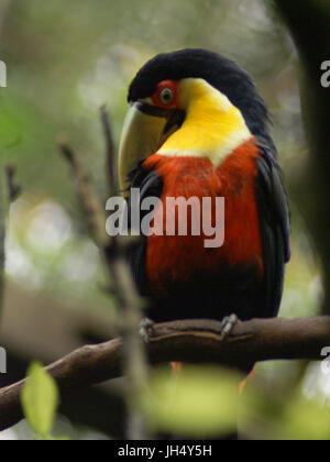 Vogel, Toucan-Schnabel-grün, OiseauxFoz, Foz Iguaçu, Brasilien Stockfoto