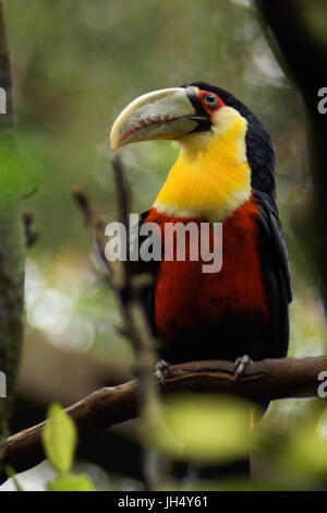 Vogel, Toucan-Schnabel-grün, OiseauxFoz, Foz Iguaçu, Brasilien Stockfoto