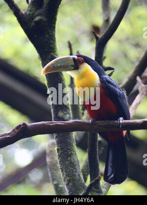 Vogel, Toucan-Schnabel-grün, OiseauxFoz, Foz Iguaçu, Brasilien Stockfoto