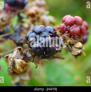 Regentropfen auf Brombeeren, UK Stockfoto