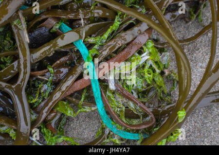 Meeresmüll (weggeworfene Angelschnüre) Stockfoto