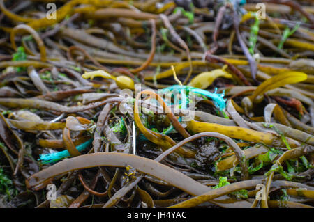 Meeresmüll (weggeworfene Angelschnüre) Stockfoto