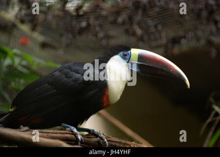 Vogel, Toucan-Brust-weiß, OiseauxFoz, Foz Iguaçu, Brasilien Stockfoto