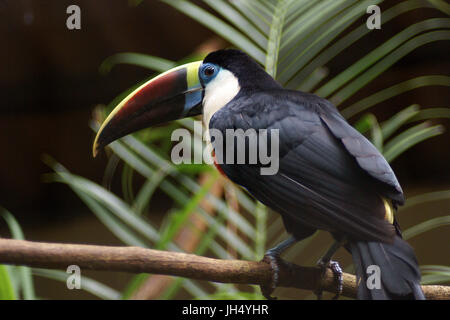 Vogel, Toucan-Brust-weiß, OiseauxFoz, Foz Iguaçu, Brasilien Stockfoto