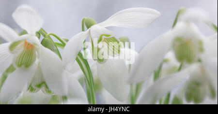 Schneeglöckchen Stockfoto