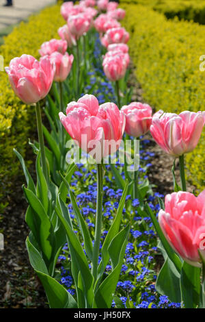 Rosa Tulpe in einer Reihe mit kleinen blauen Blüten unten an einem sonnigen Tag Stockfoto