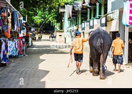 Pinnawela, Sri Lanka - ca. Juli 2014 - zwei Elefanten Pflege Abnehmer zu Fuß mit einem Elefanten Stockfoto