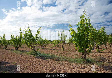 Traditionelle Weinbau in einer wachsenden Wein Weinreben (Vitis vinifera) Weinberg im Es Ca Mari (Formentera, Pytiusic Inseln, Balearen, Spanien) Stockfoto