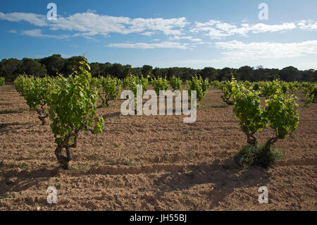 Traditionelle Weinbau in einer wachsenden Wein Weinreben (Vitis vinifera) Weinberg im Es Ca Mari (Formentera, Pytiusic Inseln, Balearen, Spanien) Stockfoto