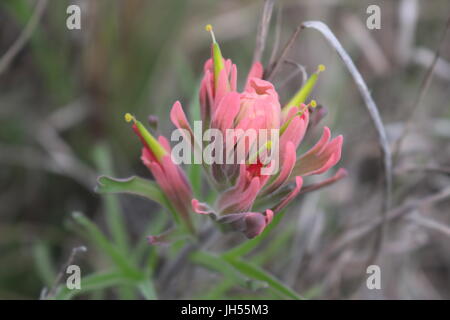 Nahaufnahme einer blühenden Grevillea erstklassige' in der Wildnis Stockfoto