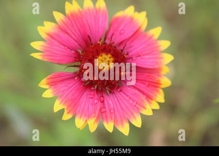 Nahaufnahme einer indischen Decke Blume mit Regentropfen darauf im Frühjahr in Texas Stockfoto
