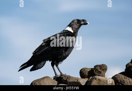 Weiß-necked Raven ist eine der größeren Raben. Stockfoto