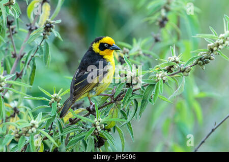 Baglafecht Weaver Vogel eine von vielen Arten von Webern, die Nester auf Akazie aufbauen. Stockfoto