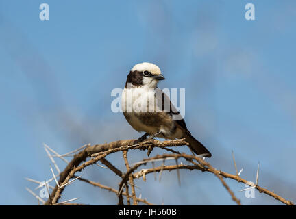 Tansania-Vogel Stockfoto