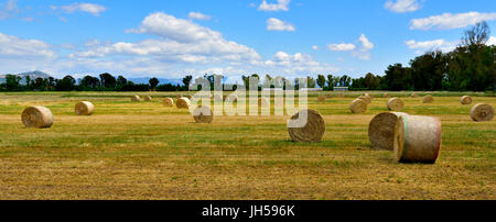 Kürzlich geernteten Runde Heuballen im Bereich der sehr fruchtbaren Agro Pontino Region von Süden-zentralem Italien in der Nähe von Latina Stockfoto