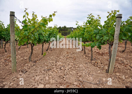 Reihen von Wein Weinreben (Vitis vinifera) Weingut Bodegas Terramoll Weingut in La Mola (Formentera, Pytiusic Inseln, Balearen, Spanien) Stockfoto