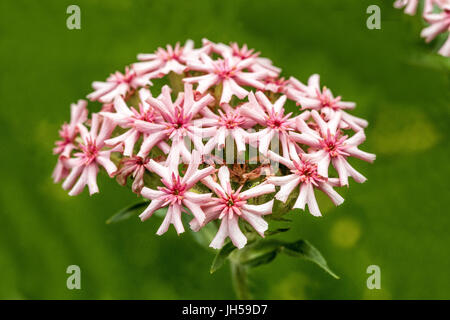 Maltesische Kreuzblume, Lychnis chalcedonica 'Apricot' Stockfoto