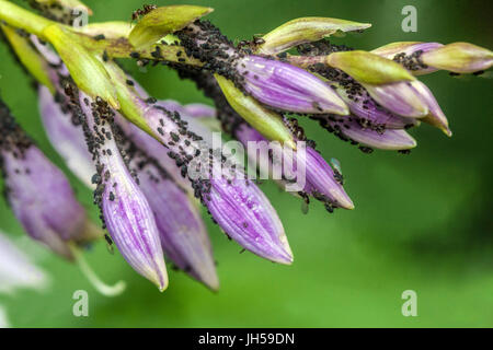 Blattläuse auf Hosta Blumen, Garten Schädlinge im Garten, in der Nähe Stockfoto