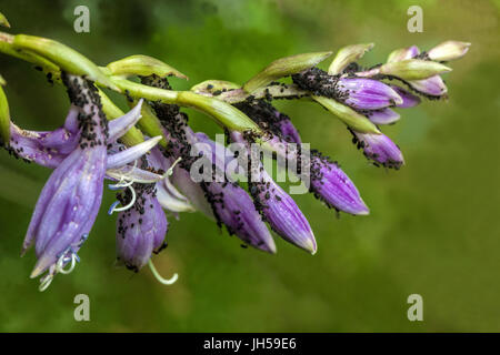 Blattläuse auf Hosta Blumen Stockfoto
