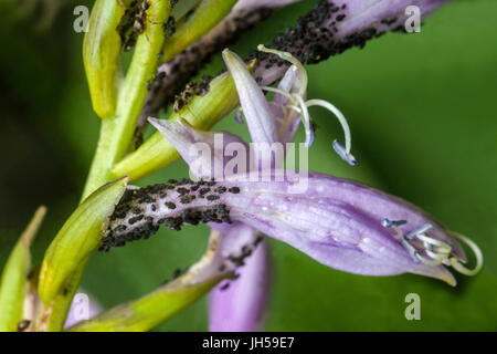 Blattläuse an Hosta-Schädlingen blühen Stockfoto