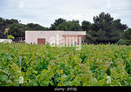 Bodegas Terramoll Weingut Einrichtungen umgeben von Weinreben (Vitis vinifera) Weinberge bei La Mola (Formentera, Balearen, Spanien) Stockfoto