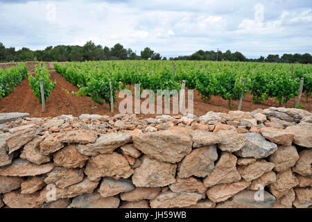 Reihen von Wein Weinreben (Vitis vinifera) Weingut Bodegas Terramoll umgeben von einem trockenen stonewall (Formentera, Balearen, Spanien) Stockfoto