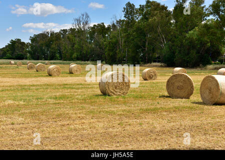 Kürzlich geernteten Runde Heuballen im Bereich der sehr fruchtbaren Agro Pontino Region von Süden-zentralem Italien in der Nähe von Latina Stockfoto