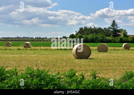 Kürzlich geernteten Runde Heuballen im Bereich der sehr fruchtbaren Agro Pontino Region von Süden-zentralem Italien in der Nähe von Latina Stockfoto