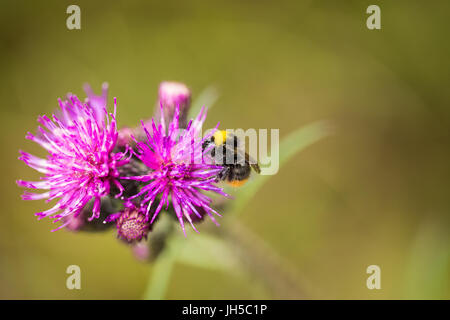 Eine wunderschöne wilde Hummel sammeln Honig aus Sumpf Distel Blume. Makro, geringe Schärfentiefe Feld Foto. Stockfoto