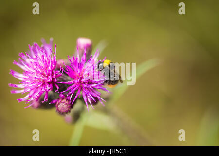 Eine wunderschöne wilde Hummel sammeln Honig aus Sumpf Distel Blume. Makro, geringe Schärfentiefe Feld Foto. Stockfoto