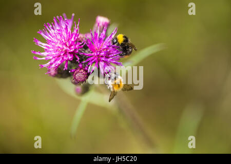 Eine wunderschöne wilde Hummel sammeln Honig aus Sumpf Distel Blume. Makro, geringe Schärfentiefe Feld Foto. Stockfoto