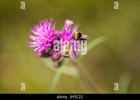 Eine wunderschöne wilde Hummel sammeln Honig aus Sumpf Distel Blume. Makro, geringe Schärfentiefe Feld Foto. Stockfoto