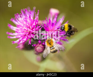 Eine wunderschöne wilde Hummel sammeln Honig aus Sumpf Distel Blume. Makro, geringe Schärfentiefe Feld Foto. Stockfoto