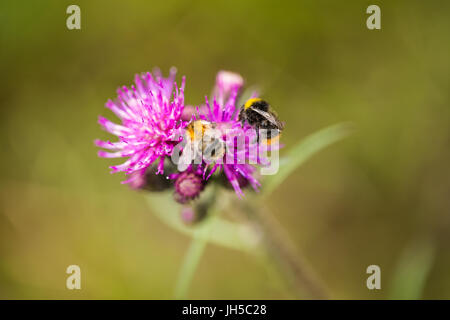 Eine wunderschöne wilde Hummel sammeln Honig aus Sumpf Distel Blume. Makro, geringe Schärfentiefe Feld Foto. Stockfoto