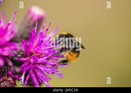 Eine wunderschöne wilde Hummel sammeln Honig aus Sumpf Distel Blume. Makro, geringe Schärfentiefe Feld Foto. Stockfoto