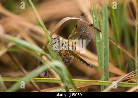 Eine schöne größere Libelle sitzt auf einer Wiese. Makro geringe Schärfentiefe Feld Foto. Stockfoto