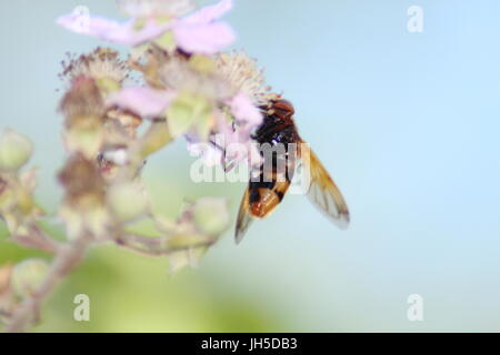 Epistrophe Melanostoma, Hoverfly, große Schwebfliege, UK-Insekt, das aussieht wie eine Biene, Schwebfliege, die aussieht wie eine Biene, UK Schwebfliege, UK Hoverfly, Stockfoto