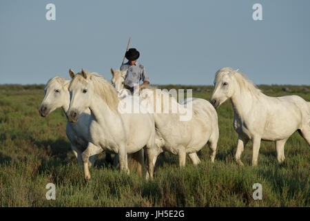 Montiert Rinder Hirte bekannt als Gardians in der Camargue-Delta im Süden Frankreichs. Stockfoto