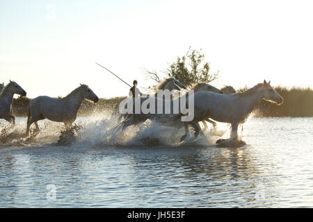 Montiert Rinder Hirte bekannt als Gardians in der Camargue-Delta im Süden Frankreichs. Stockfoto