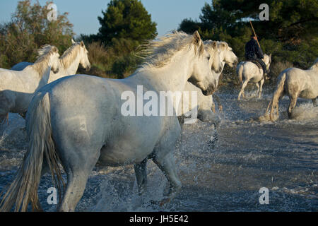 Montiert Rinder Hirte bekannt als Gardians in der Camargue-Delta im Süden Frankreichs. Stockfoto