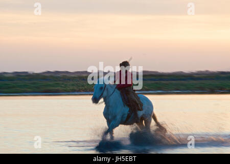 Montiert Rinder Hirte bekannt als Gardians in der Camargue-Delta im Süden Frankreichs. Stockfoto