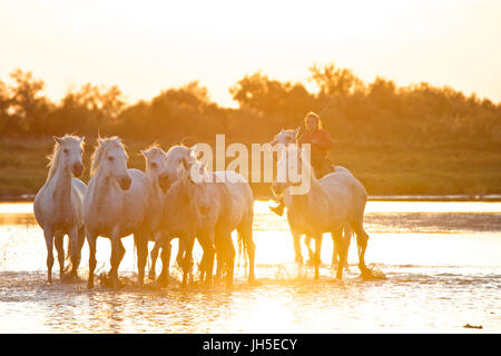 Montiert Rinder Hirte bekannt als Gardians in der Camargue-Delta im Süden Frankreichs. Stockfoto