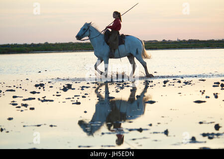 Montiert Rinder Hirte bekannt als Gardians in der Camargue-Delta im Süden Frankreichs. Stockfoto