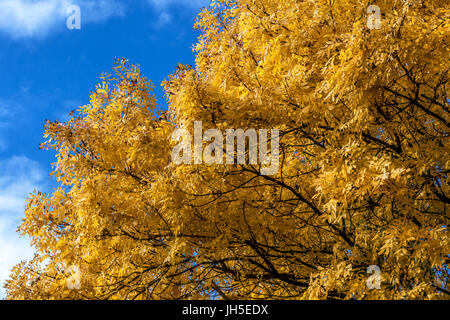 Fraxinus excelsior. Esche im Herbst gegen einen blauen Himmel Laubbaum Stockfoto